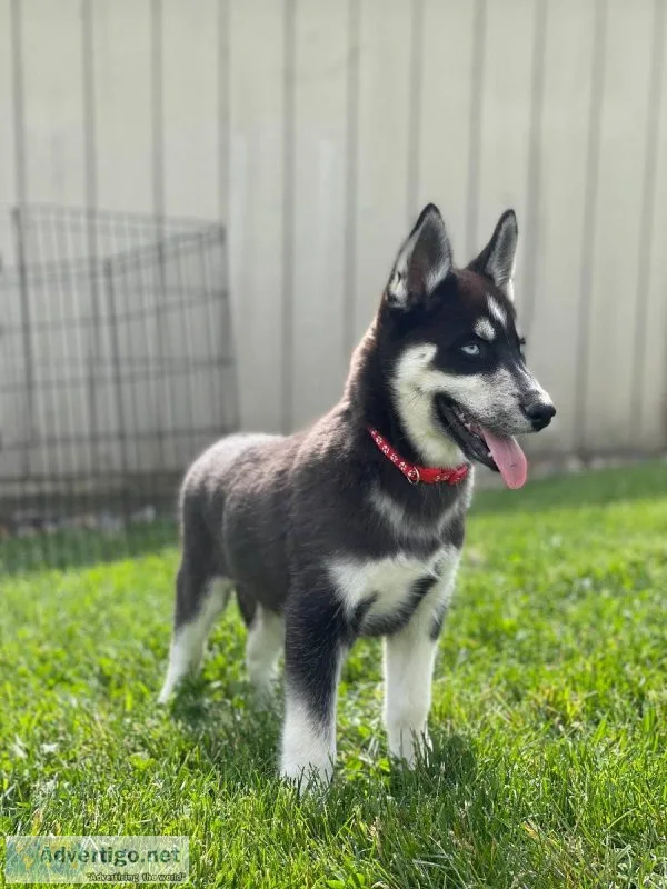 very sweet and outgoingSiberian Huskies