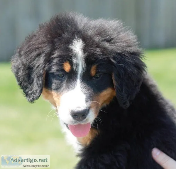 Super friendly and loves all Bernese Mountain puppies