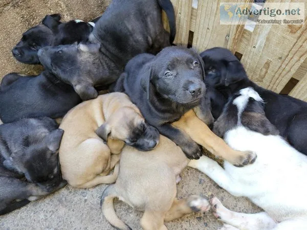 rehoming puppies