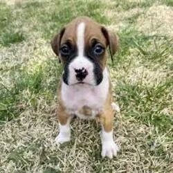 Stunning male and female Boxer Puppies