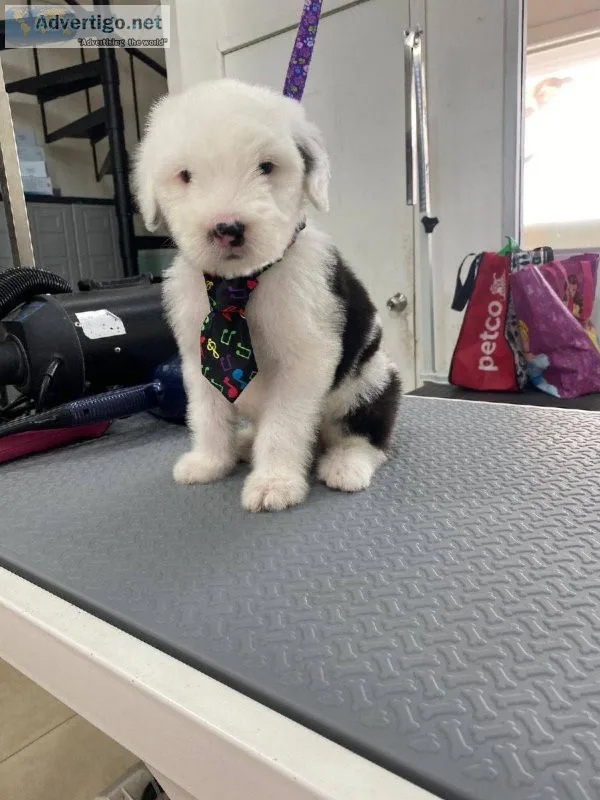 very active Old English Sheepdogs