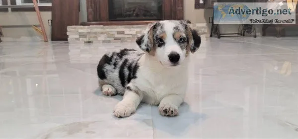 Blue Merle male corgi.