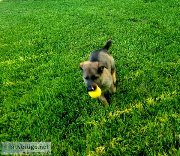 AKC German Shepherd puppies