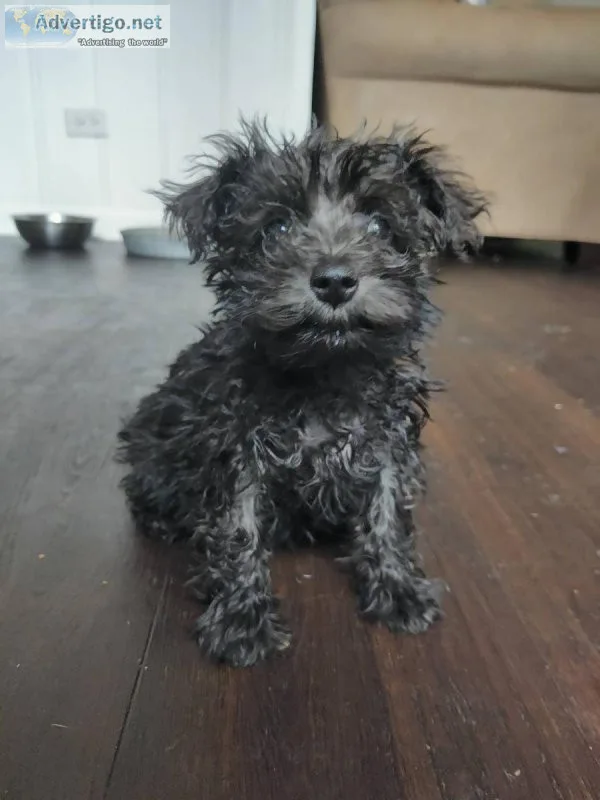 up-to-date Miniature Schnauzer Puppies now