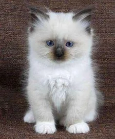 Ragdol kittens for rehoming
