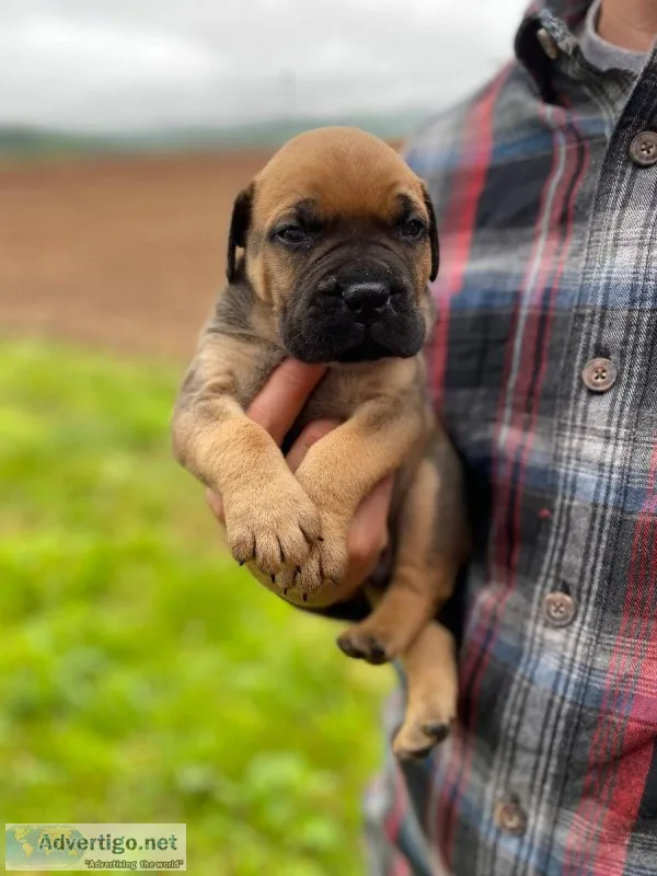 handsome bull mastiff puppy looking for his forever home.