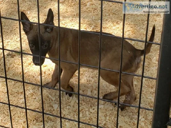 Belgian Malinois AKC