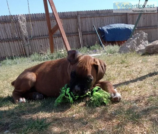 amazing personality Boxers