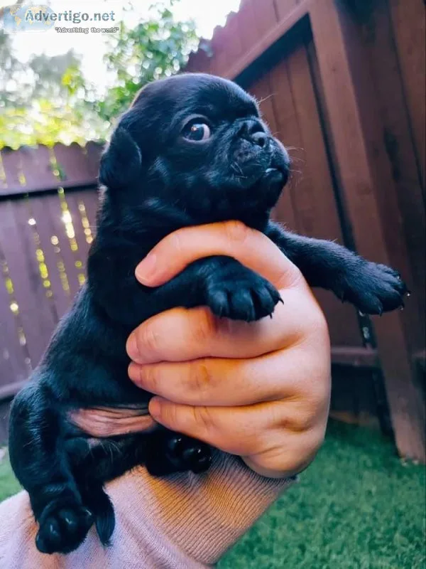 Black male pug