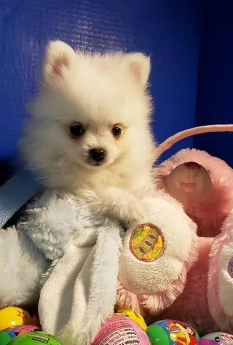 Nice coat. White MaleFemale Poms
