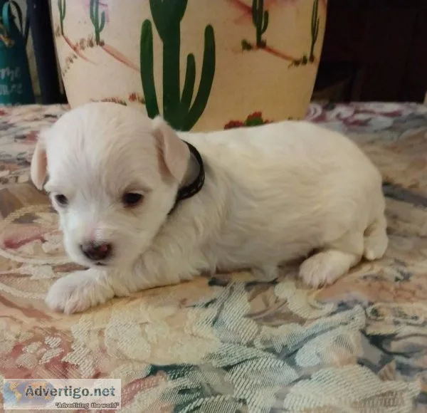 4 beautiful Coton de Tulear babies