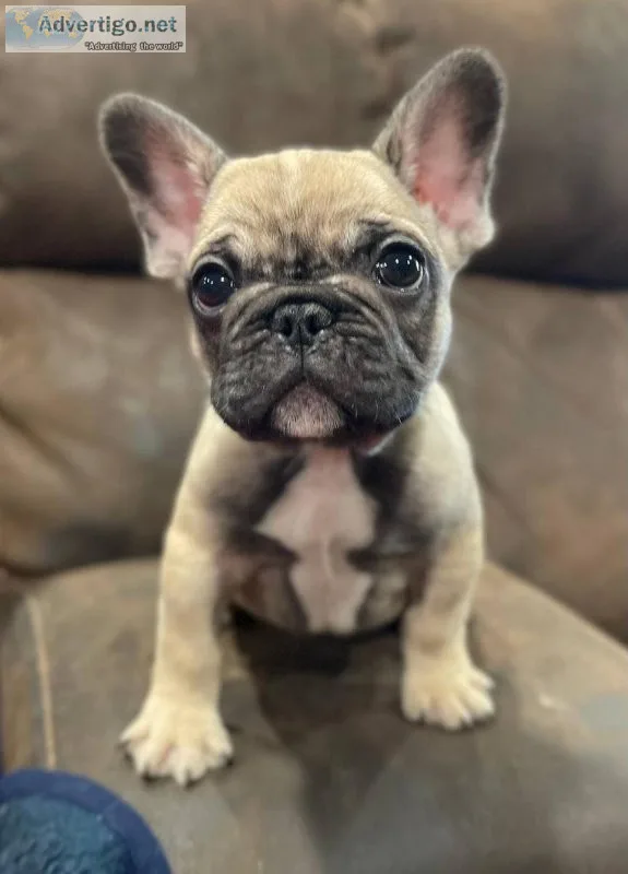 Adorable French Bulldog Puppies.