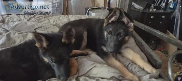 Purebreed German shepherd puppies