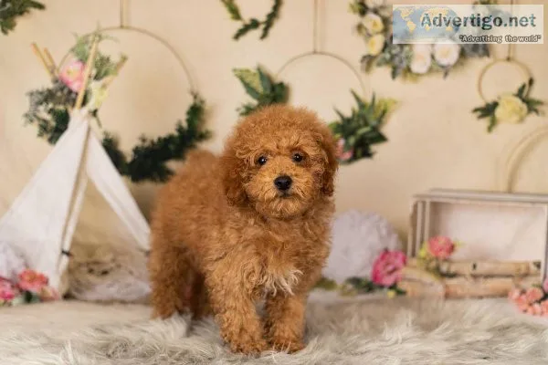 play with everyone Toy Poodles