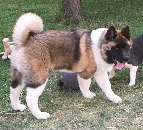 Akita AKC male 5 mo house trained sweet parents OFA