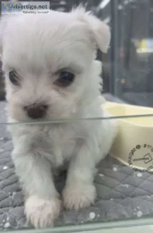 Coconutwhite westie pp