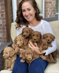 HHFHUUYY Amazing Golden Doodle Puppies