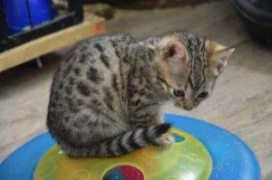 FFADS vey nice and coll TICA Bengal kittens