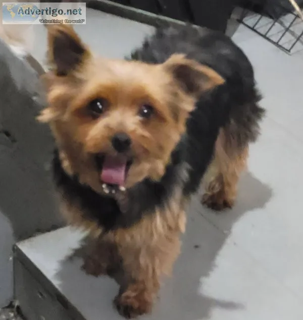 Female Yorkie