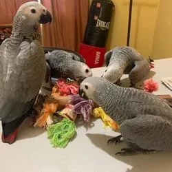 Talking African Grey parrots ready to go