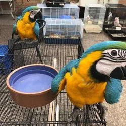 SSZDZ Baby Blue And Gold Macaw Available