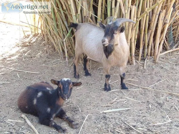 Nigerian  Goats Breeding Pair