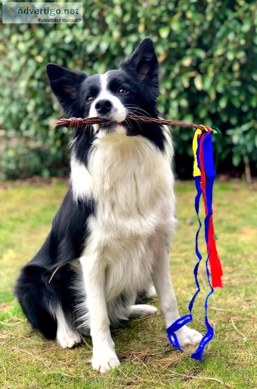 Dog Training Program - CPDT-KA certified dog trainer