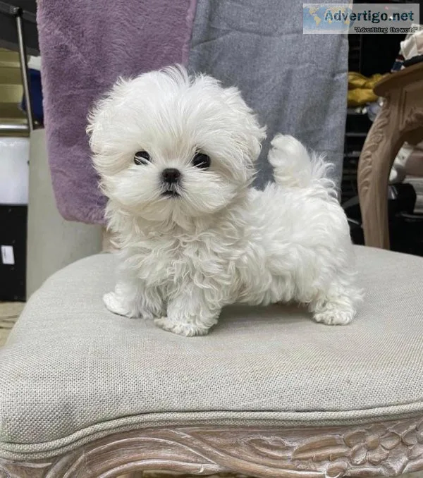 Maltipoo puppy