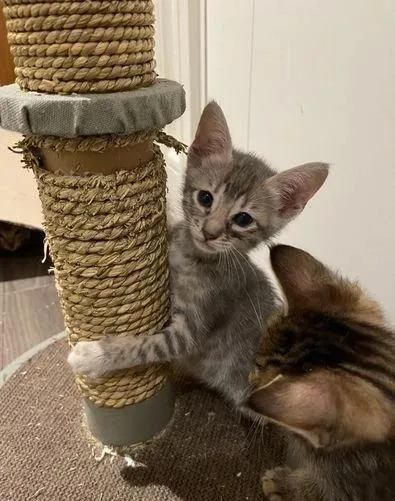 Ocicat Kittens.