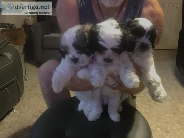 MalShiPoo Puppies