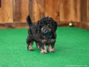 adorable small Mini Cockapoo F1b puppy