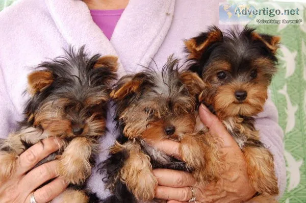 Two Left MaleFemale Will Melt Your Heart