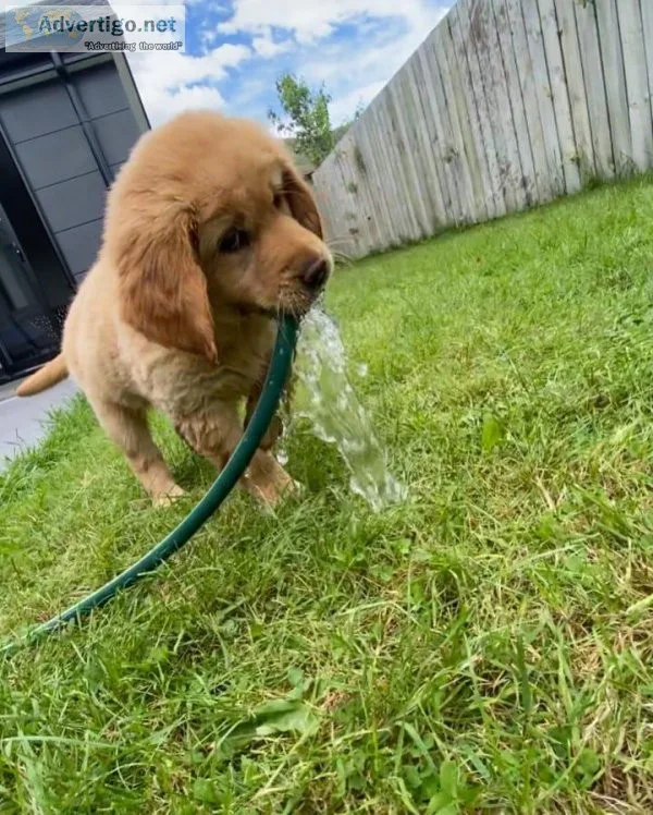 Male Labrador Retriever