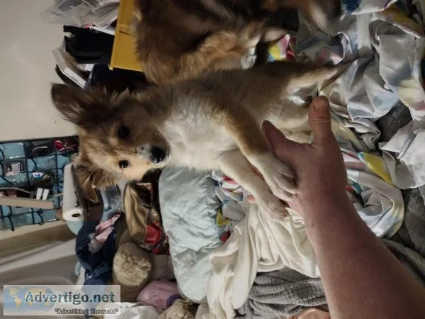 Sheltie puppy