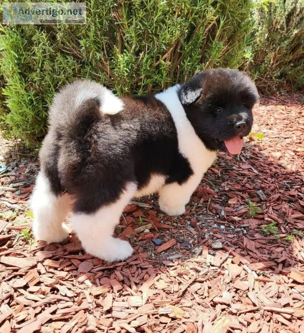 High quality show and companion Akitas
