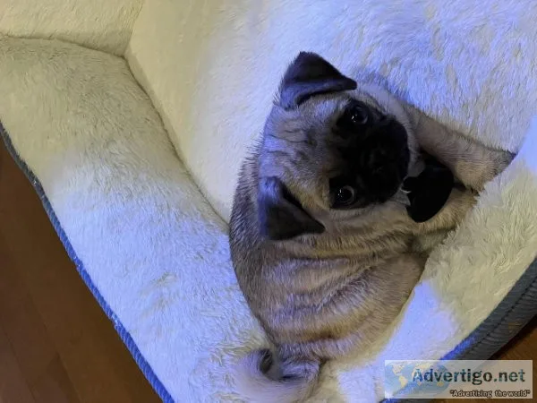 9 week old Pug puppy. 350 rejoining fee.