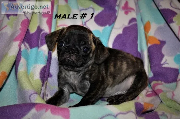 Adorable Pug Puppies