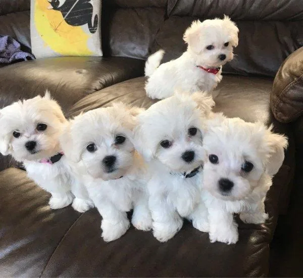 Teacup maltese puppies available