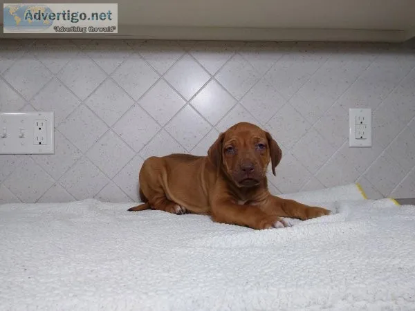 very large personality Rhodesian Ridgebacks