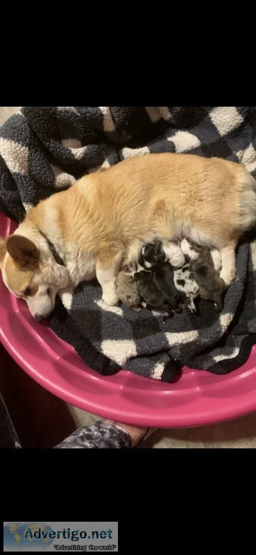 Merle corgis