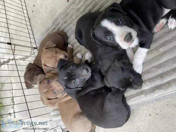 Pit Mastiff McNab and Cattahoula Mix