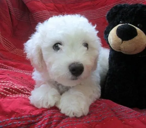 Bichon Frise Puppies for Sale