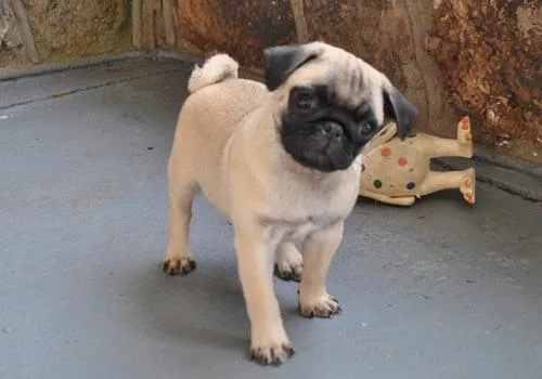 Pug Puppies for Sale