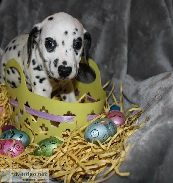 Vet health test Dalmatian females and males available
