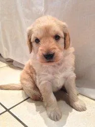 ssfdfdsdr precious Goldendoodle Puppies