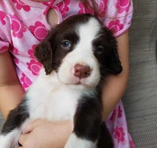 English Springer Spaniel Puppies for Sale