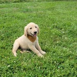 gfgdfd  gregarious Golden retriever