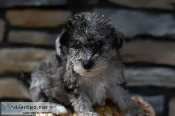 Jack Schnoodle