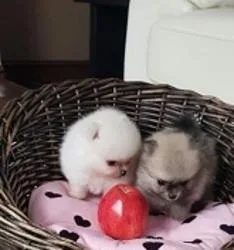 Awesome T-Cup Pomeranian Puppies