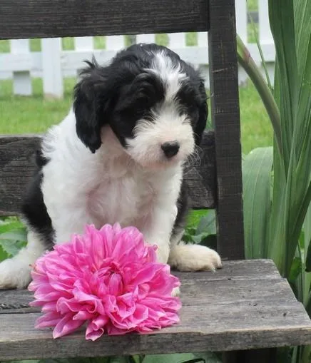 Cavapoo Puppies for Sale